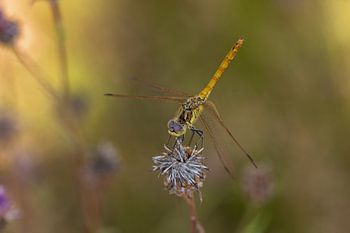 Ziegelroter Heidelibel