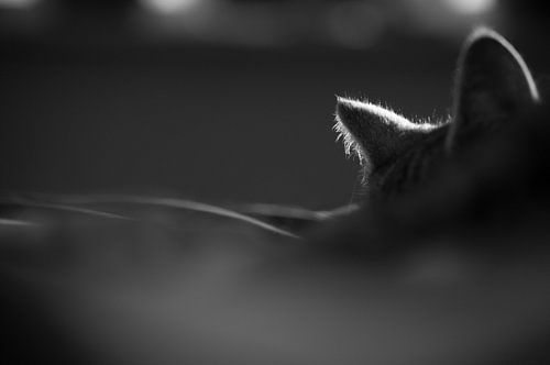 Slapende kat