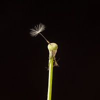 Laatste vruchtpluis paardenbloem