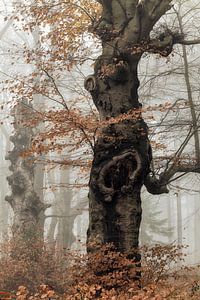 The Myth of Mostly Mist