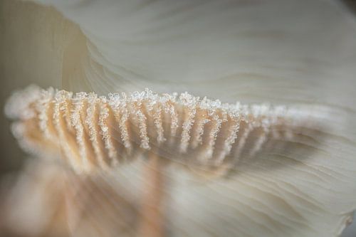 Pilze abstrakt