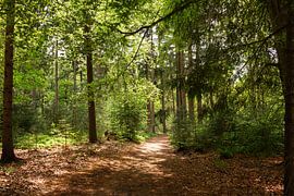 Sonnenlicht mitten im Wald auf dem Lemelerberg von Deborah de Meijer