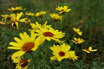 Yellow goosefoot by Jurjen Melinga