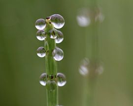 Heremoes by Dick Vermeij