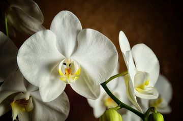 White orchid Phalaenopsis flowers. by Iris Heuer