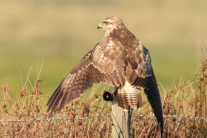 Buzzard by Rinnie Wijnstra (FotoAmeland )