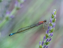 Demoiselle sur la lavande