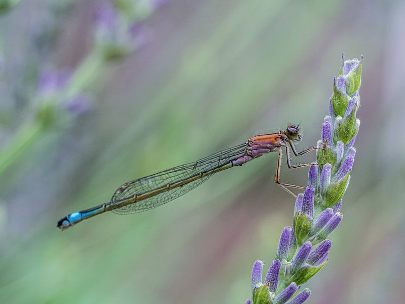 Damselfly on Lavender by Mr White Takes Pictures