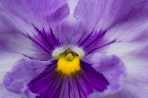 Close-up of a purple violet - Purple Power