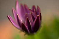 Spanish Daisy