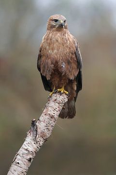 Arendbuizerd (Buteo rufinus) van Ronald Pol