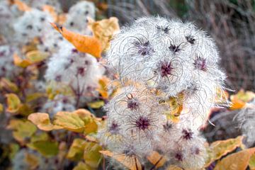 Fleur d'automne sur t.ART