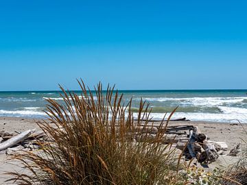 Adriatische zee met duingras op het natuurlijke strand van Animaflora PicsStock