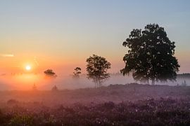 Lever de soleil sur un paysage de bruyère sur Sjoerd van der Wal Photographie