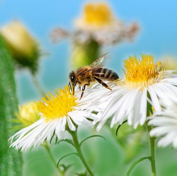 Biene auf einer Aster Blüte von ManfredFotos
