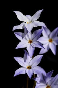 Ipheion bloemen van Corinne Welp