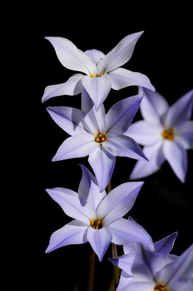 Ipheion flowers by Corinne Welp