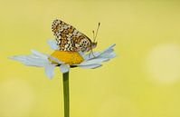 Veldparelmoer vlinder van Elles Rijsdijk thumbnail