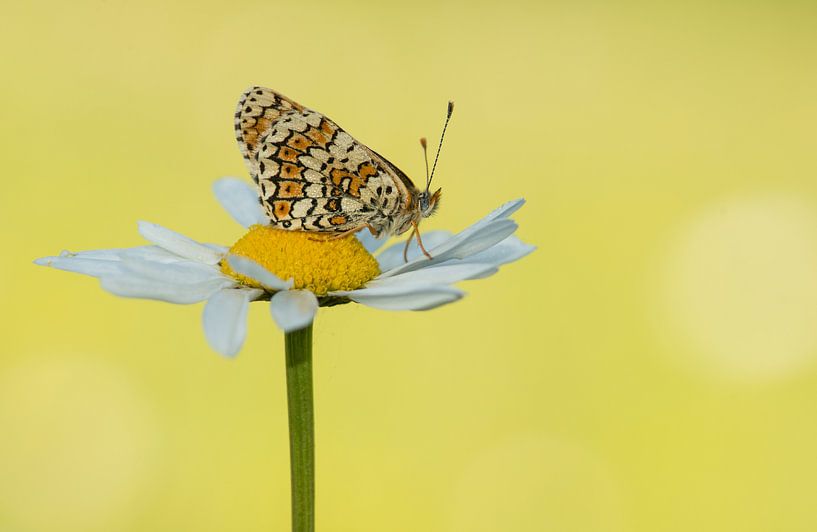 Veldparelmoer vlinder van Elles Rijsdijk