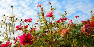 Blumenwiese