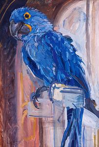 Blauer Ara, Carl Fahringer
