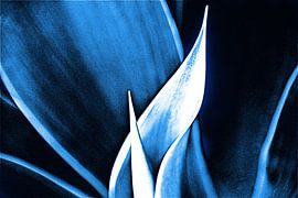blue agave mixed media by Werner Lehmann