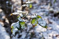 snowy wood