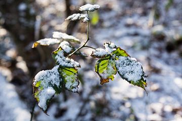 snowy wood van ProPhoto Pictures