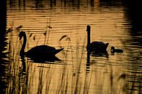 Swans in evening light