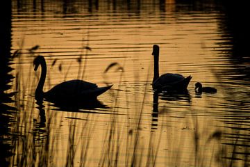 Swans in evening light by Monique Folkerts
