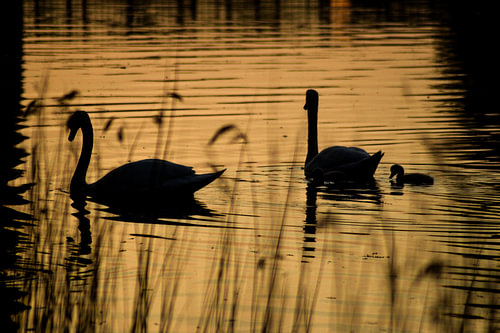Schwäne im Abendlicht