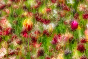 (Bijna) uitgebloeide tulpen. Droom sfeer.