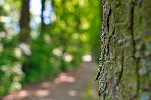 Een boom in een wazig park met bokeh bollen