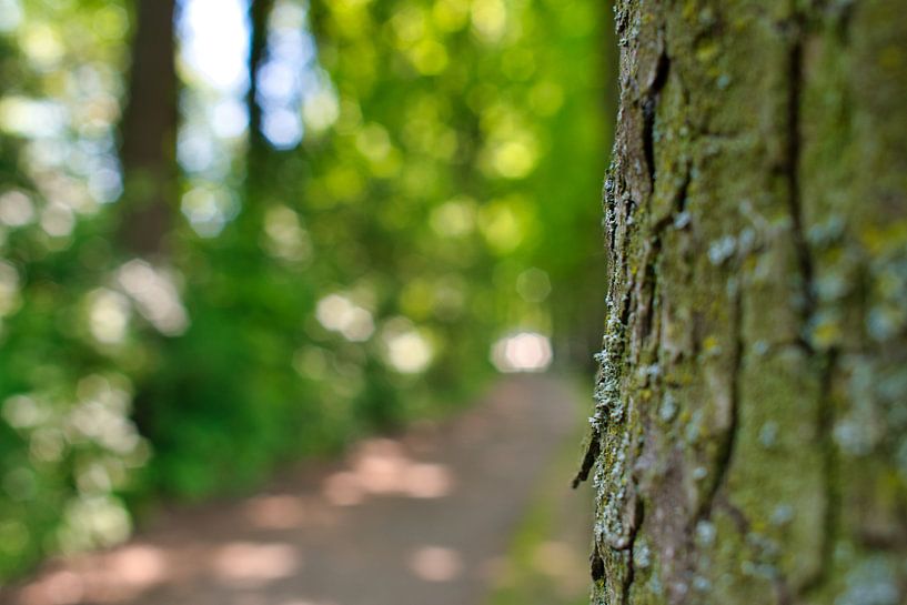 Ein Baum in einem dunstigen Park mit Bokeh-Knollen von Jolanda de Jong-Jansen