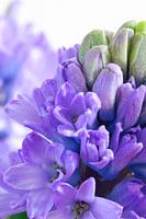 Close up purple hyacinth