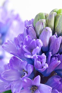 Close up paarse hyacint van Natascha Teubl