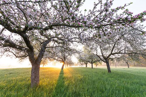 Ochtendzon en grondmist boven boomgaarden in de lente