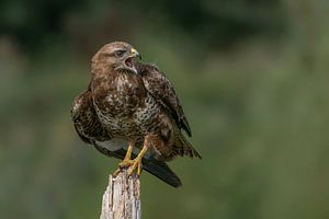 Bussard auf einer Stange.