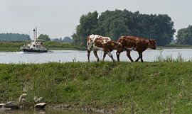 Koeien op de uiterwaarden von Cilia Brandts
