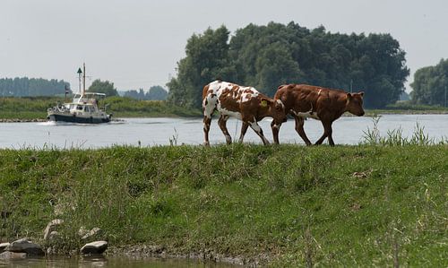Koeien op de uiterwaarden