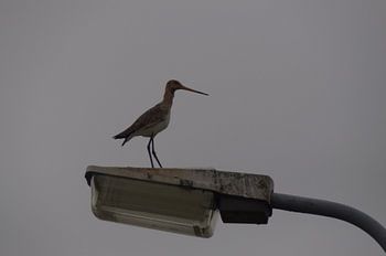 Grutto op lantaarn 
