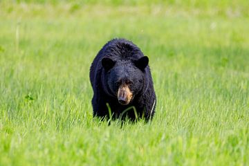 Ours noir sauvage en Amérique du Nord sur Roland Brack