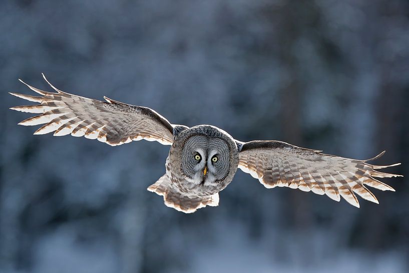 Vliegende Laplanduil (Strix nebulosa) van Beschermingswerk voor aan uw muur