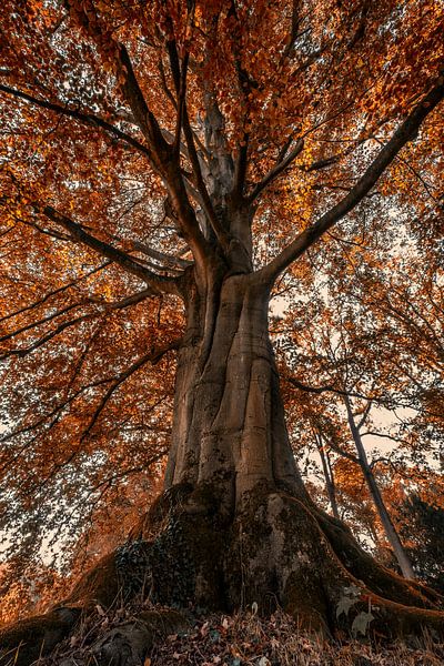 Baum von Angelique Spanjaard-Oomen