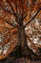 Baum von Angelique Spanjaard-Oomen Miniaturansicht