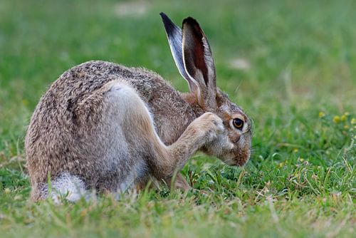 Konijn met jeukende oor