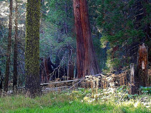 Zonlicht dat door eeuwenoude reuzensequoia's en met korstmos bedekte dennenbomen in een weelderig bos in de Sierra Nevada schijnt.