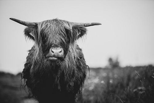 Schotse Hooglander koe