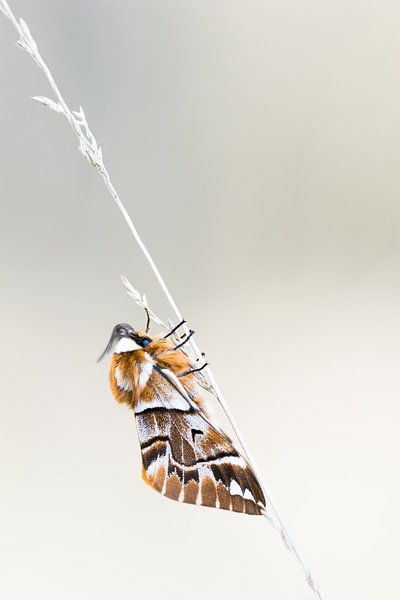 Flamed butterfly by Danny Slijfer Natuurfotografie