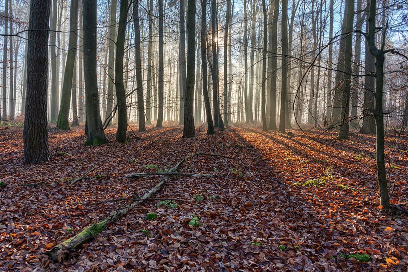 Sonne und Nebel im Wald von Uwe Ulrich Grün